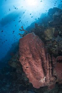 Reef scene with barrel sponge in North Sulawesi, Indonesia poster print.