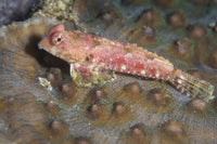 Dragonet in North Sulawesi, Indonesia poster print featuring vibrant marine life