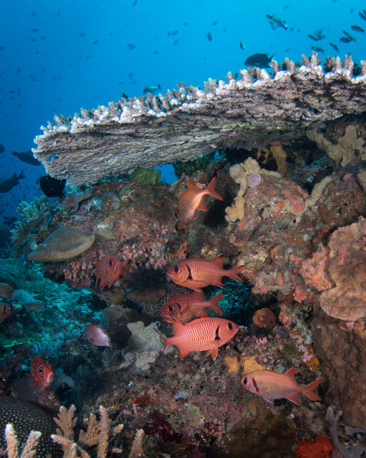 Soldierfish on the reef in Komodo National Park, Indonesia poster print by Brandi Mueller.