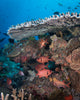 Soldierfish on the reef in Komodo National Park, Indonesia poster print by Brandi Mueller.
