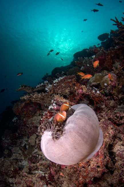 Anemone on the reef in the Maldives poster print by Brandi Mueller, showcasing vibrant marine life.