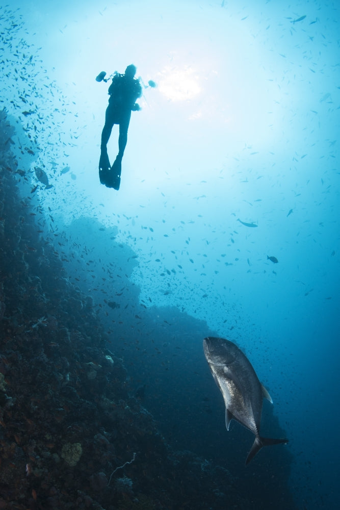 Diver and Trevally in Komodo National Park Poster Print by Brandi Mueller.