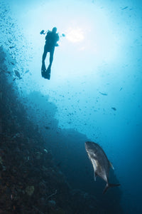 Diver and Trevally in Komodo National Park Poster Print by Brandi Mueller.