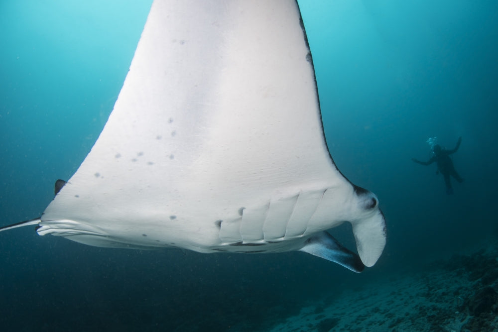 Manta Ray at Manta Alley in Komodo National Park poster print showcasing a graceful manta ray underwater.