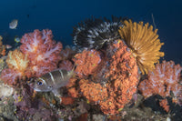 Crinoids and Soft Coral Reef Scene Poster Print in Komodo National Park, Indonesia