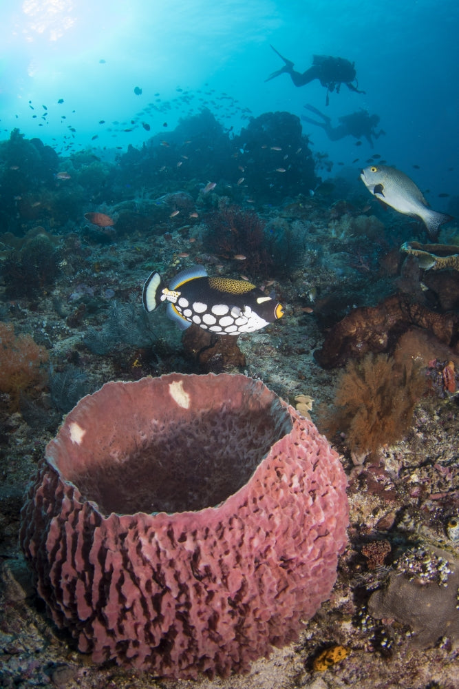 Clown Triggerfish near a spawning barrel sponge poster print
