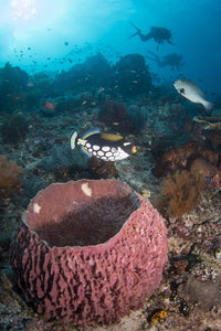 Clown Triggerfish near a spawning barrel sponge poster print