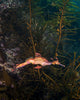 Weedy Sea Dragon Poster Print by Brandi Mueller, vibrant marine artwork.