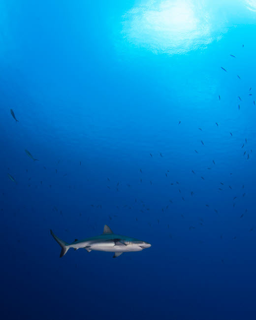 Grey Reef Shark Poster Print outside the barrier reef in Chuuk, Micronesia