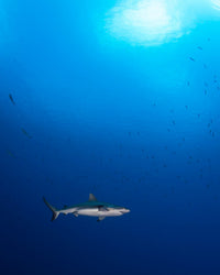 Grey Reef Shark Poster Print outside the barrier reef in Chuuk, Micronesia