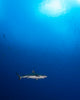 Grey Reef Shark Poster Print outside the barrier reef in Chuuk, Micronesia