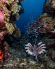 Lionfish Eating Poster Print showcasing vibrant marine life in Roatan, Honduras.