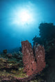Sponge on a reef in Roatan, Honduras poster print by Brandi Mueller