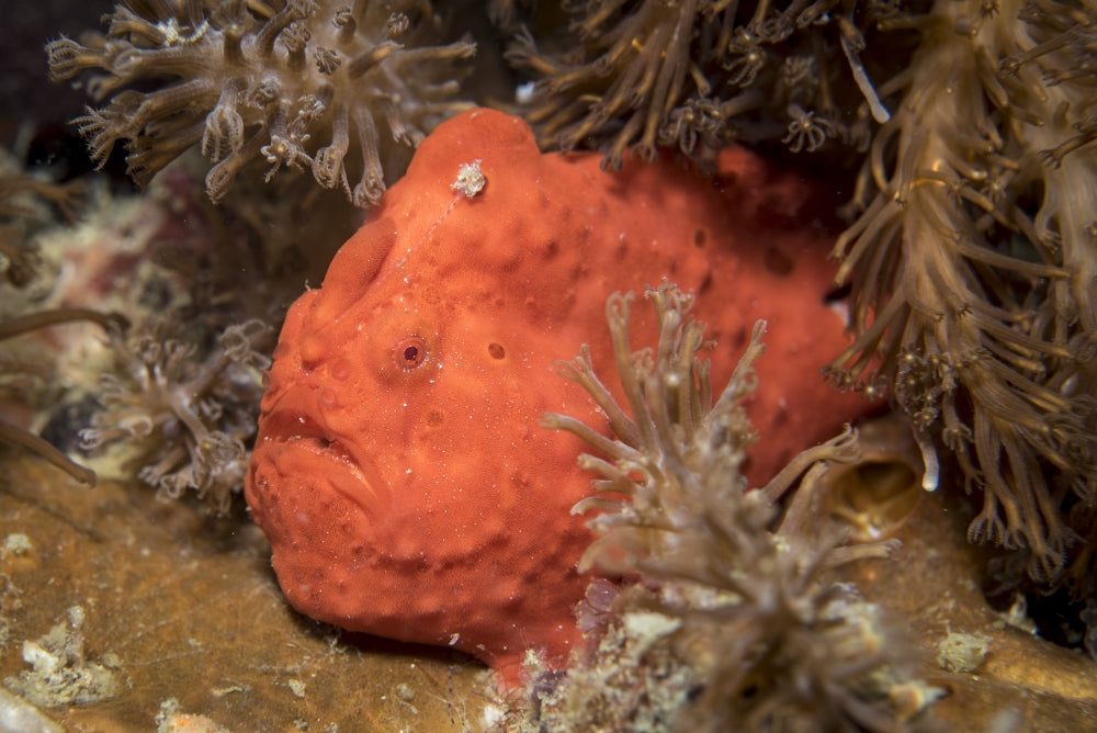Frogfish in the Philippines Poster Print showcasing vibrant marine life.