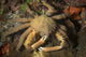 Vibrant Crab in the Philippines Poster Print by Brandi Mueller
