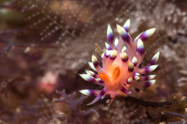 Desirable Flabellina nudibranch poster print showcasing vibrant colors.