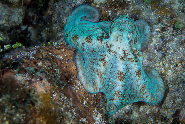 Octopus on a Night Dive in Roatan, Honduras Poster Print by Brandi Mueller