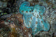 Octopus on a Night Dive in Roatan, Honduras Poster Print by Brandi Mueller