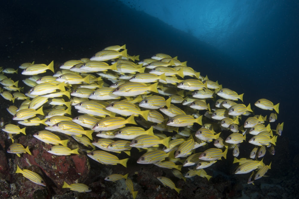 School of Bluestripe Snapper in the Maldives Poster Print by Brandi Mueller