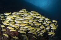 School of Bluestripe Snapper in the Maldives Poster Print by Brandi Mueller