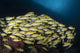 School of Bluestripe Snapper in the Maldives Poster Print by Brandi Mueller