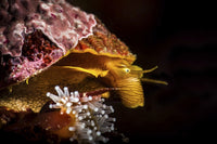 Profile of a Sea Snail in Monterey, Central California Poster Print by Posterazzi.