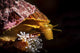 Profile of a Sea Snail in Monterey, Central California Poster Print by Posterazzi.