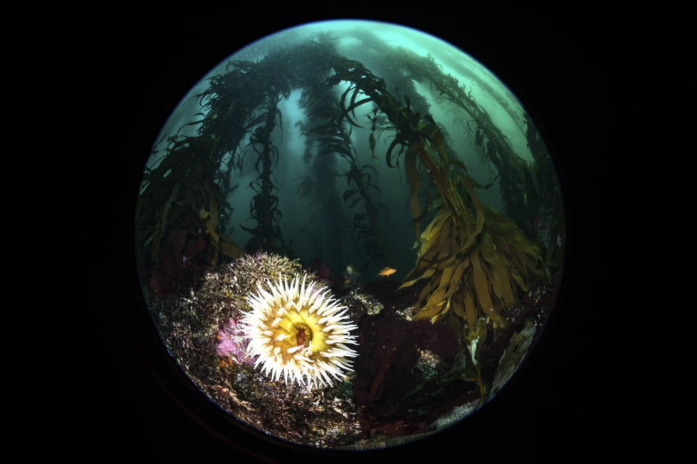 Anemone and Kelp underwater photography print by Brook Peterson