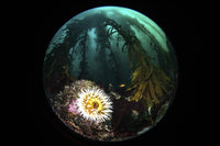 Anemone and Kelp underwater photography print by Brook Peterson