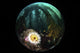 Anemone and Kelp underwater photography print by Brook Peterson