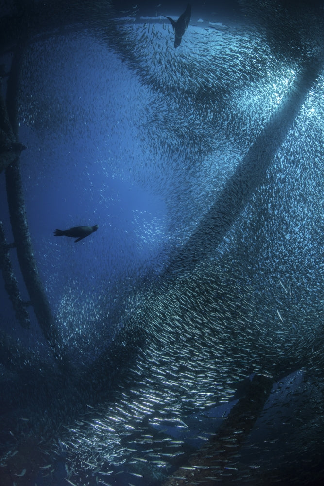 Sea Lions Hunting School of Baitfish Poster Print capturing dynamic ocean wildlife.