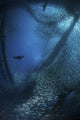 Sea Lions Hunting School of Baitfish Poster Print capturing dynamic ocean wildlife.