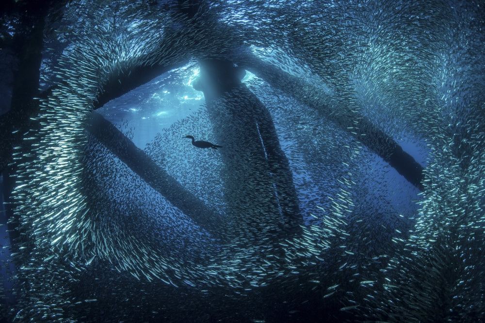 Cormorant swimming through baitfish under oil rigs in Southern California.