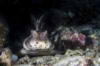 Horn Shark Poster Print by Brook Peterson showcasing marine life.