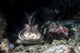 Horn Shark Poster Print by Brook Peterson showcasing marine life.