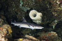 Whitetip reef shark hunting poster print by Brook Peterson