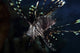 Lionfish portrait print from North Sulawesi, Indonesia by Brook Peterson
