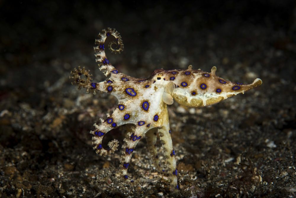 Blue Ringed Octopus Hunting Poster Print capturing vibrant underwater life.