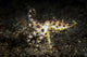 Blue Ringed Octopus Hunting Poster Print capturing vibrant underwater life.