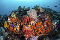 Sea squirts and soft corals covering a coral bommie in Raja Ampat, Indonesia poster print.