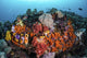 Sea squirts and soft corals covering a coral bommie in Raja Ampat, Indonesia poster print.