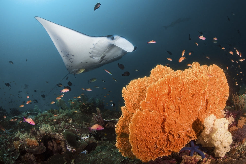 Giant oceanic manta ray at a cleaning station near a sea fan in Raja Ampat, Indonesia.