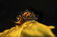 Rare Placida brookae nudibranch poster print from Anacapa Island, California