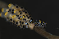 Doto nudibranchs underwater poster print from Tulamben, Bali.