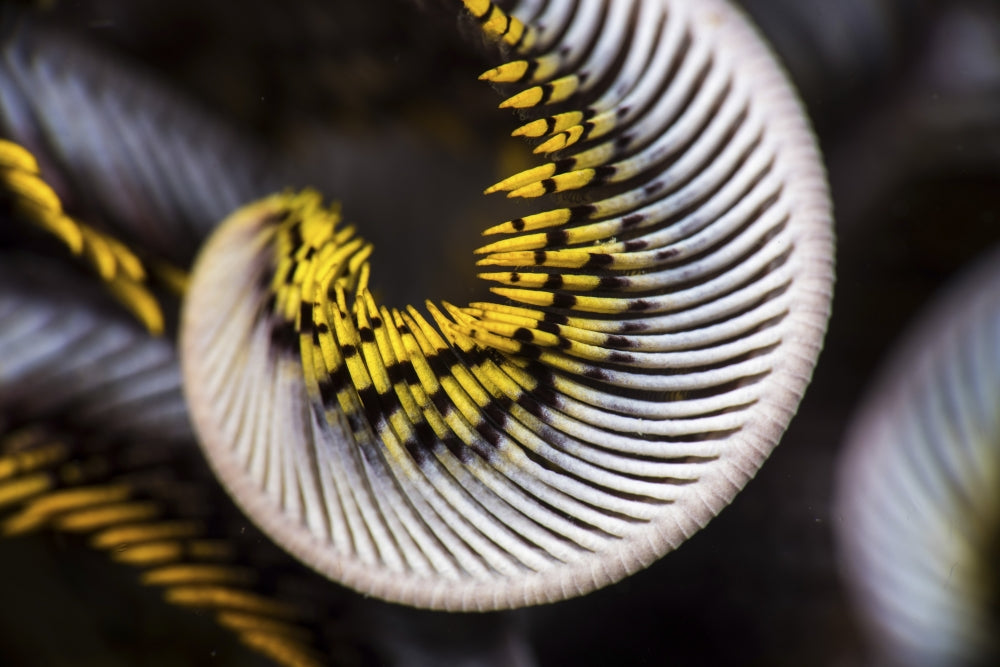 Poster print of the curled arm of a crinoid from Anilao, Philippines.