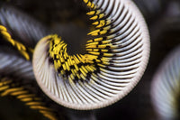 Poster print of the curled arm of a crinoid from Anilao, Philippines.