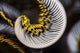 Poster print of the curled arm of a crinoid from Anilao, Philippines.