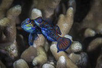 Two mandarinfish spawning and releasing eggs poster print by Brook Peterson