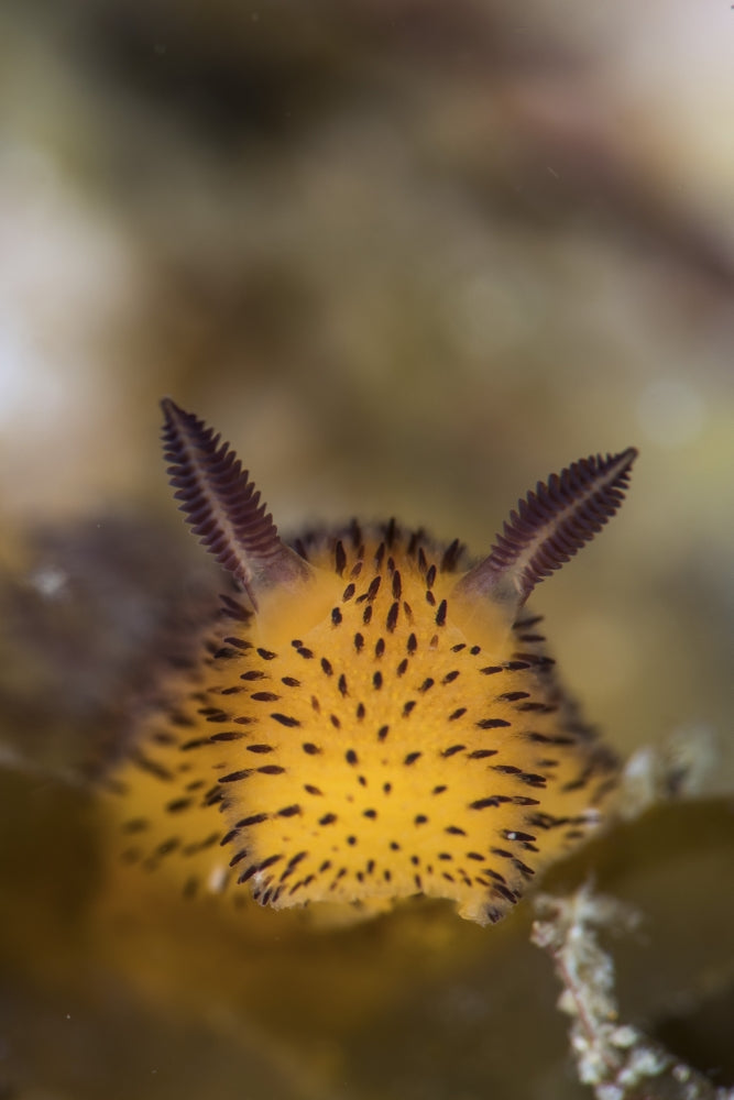Jorunna parva nudibranch portrait poster print by Brook Peterson.