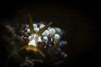 Cuthona species of nudibranch poster print from Anilao, Philippines by Brook Peterson/Stocktrek Images.